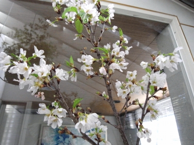 桜の開花宣言!_e0010418_15443818.jpg