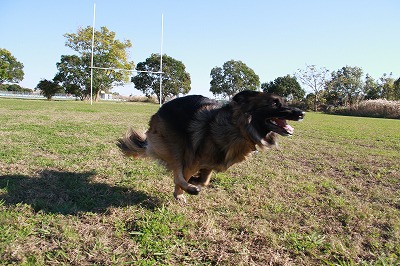 年末のガス抜き☆公園で走る_a0254949_14384152.jpg