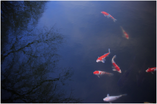 Colored　carp（錦鯉）_d0101050_119427.jpg