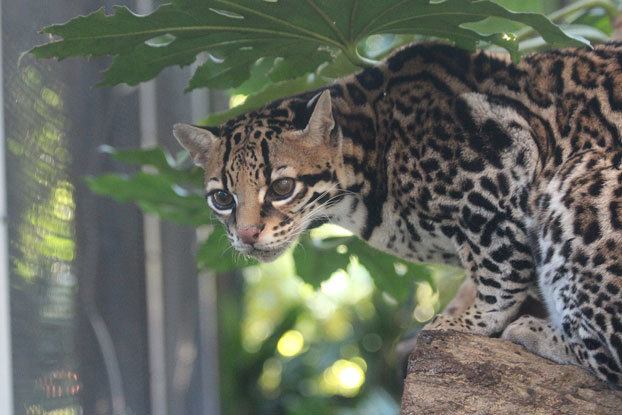 オセロット メロディさん 続 動物園ありマス オセロット メロディさん 続 動物園ありマス