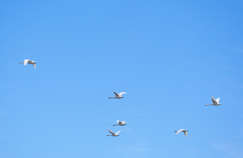 a0001354_21573574.gif