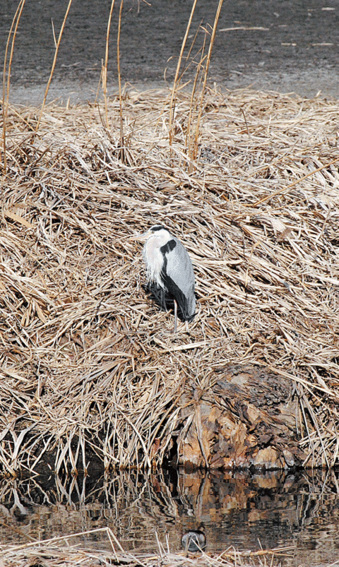 a0001354_21594822.gif