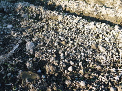 砂田米 今年も変わらぬ栽培方法でれんげ米を育てます!れんげの発芽_a0254656_18111194.jpg
