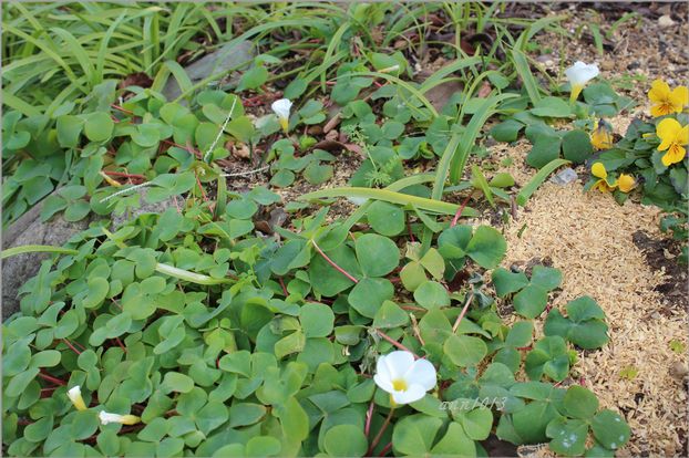 欲しかったオキザリス アンの秘密の庭 欲しかったオキザリス アンの秘密の庭