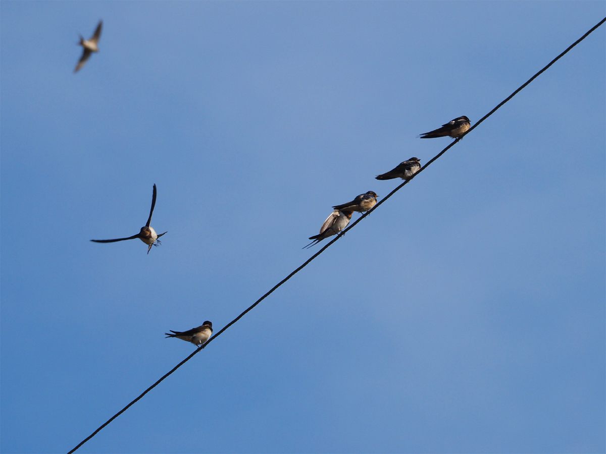 House Swallow at Khao Yai : ツバメ@カオヤイ_d0283373_1844138.jpg