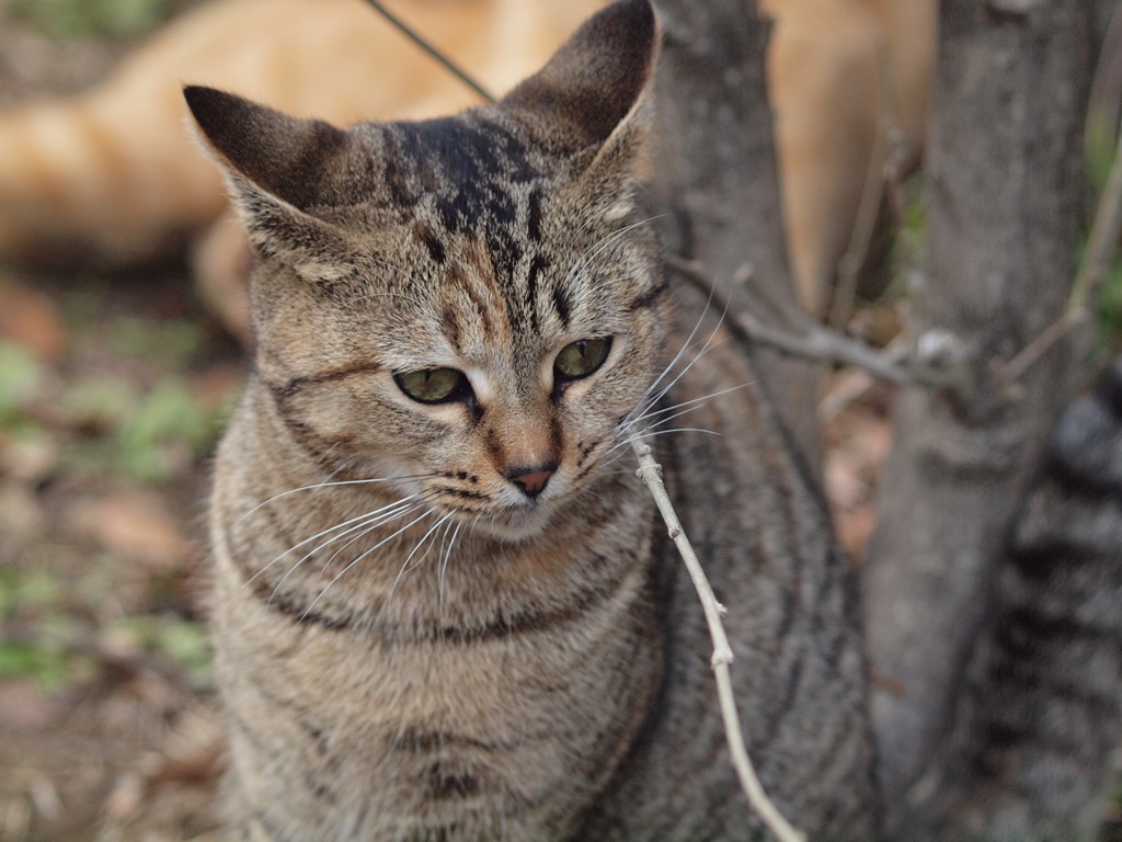 『粕森猫のカッシー・ナリャン・シーです～♪』_d0054276_20153585.jpg