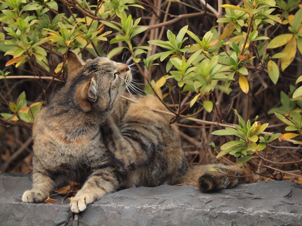 『粕森猫のカッシー・ナリャン・シーです～♪』_d0054276_20183460.jpg