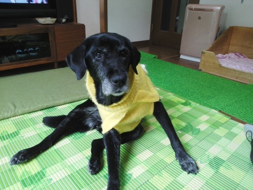 関東冬物語     感謝感激雨、大雪〜？ 前編_f0315081_17173531.jpg