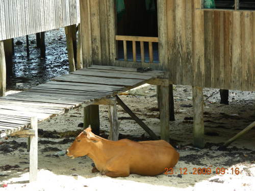 サバ州（ボルネオ島）のとある海辺の村にて_a0328704_13441257.jpg