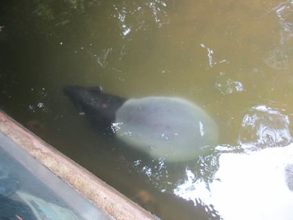 オランウータン マレーバク ウサギにポニー@シンガポール動物園_c0212604_1829122.jpg