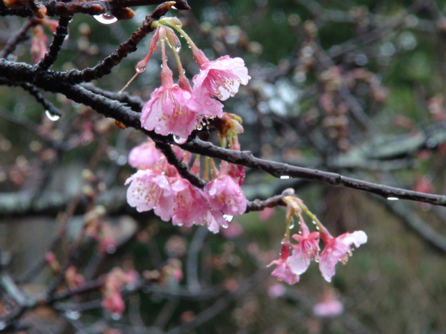  河津桜の花と白梅の開花…2015/1/15_f0231709_16434375.jpg