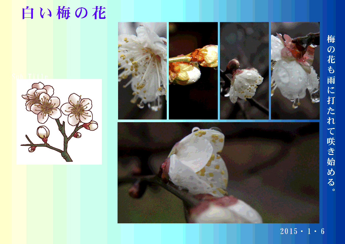 f0231709_16461371.gif