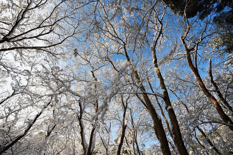 2015京の雪景色@祇王寺_f0032011_1942114.jpg