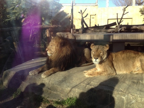 じじばばと東武動物公園へ！_b0132630_13515540.jpg