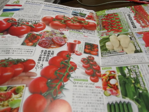 雨の日は..夏野菜の種選び!_b0137932_11582321.jpg
