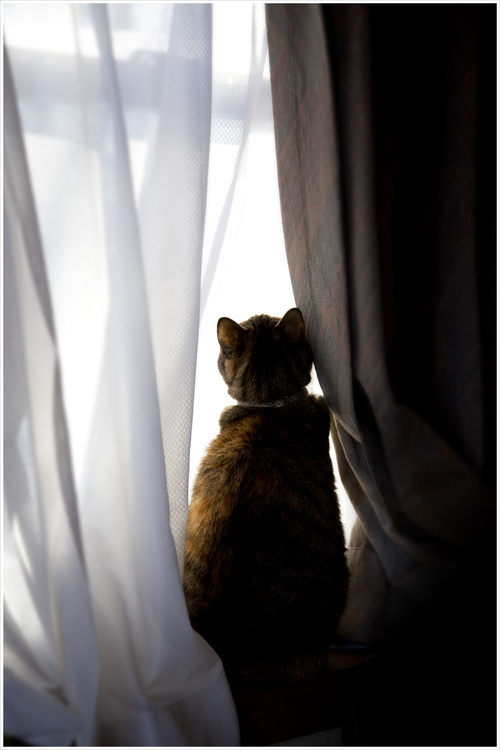 Cold winter morning（寒い冬の朝）_d0101050_17192940.jpg
