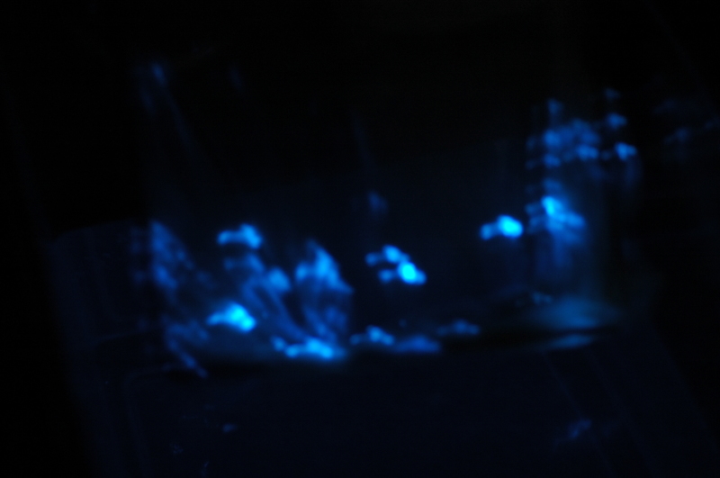 2006カニの放仔と青白く光るウミホタルのわくわく観察会　_c0108460_22050494.jpg