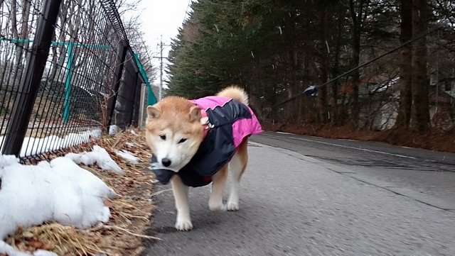 雪よ、どこまで～？_b0274270_1485078.jpg