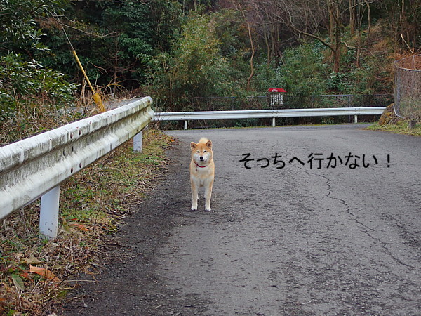 歩かない犬_b0088173_18102519.jpg