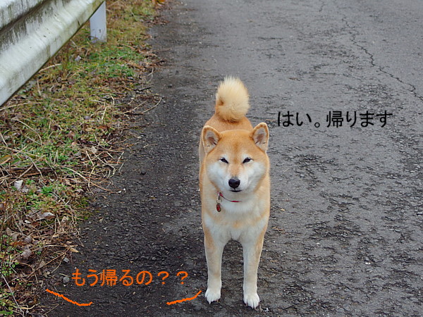 歩かない犬_b0088173_18113642.jpg