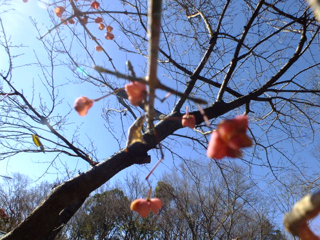 １月１３日　吾妻山公園と大磯城山公園見て歩き　その１_e0145782_1550663.jpg