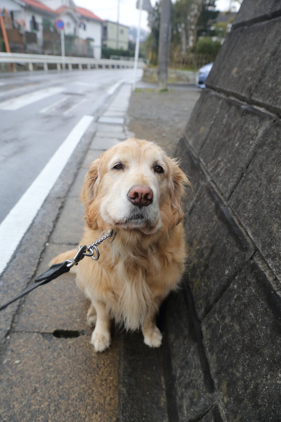 小雨のお散歩_b0275998_10395183.jpg