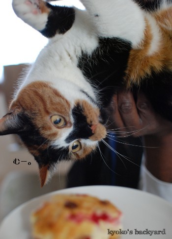 ハンターキャット、健在!_b0253205_02440292.jpg