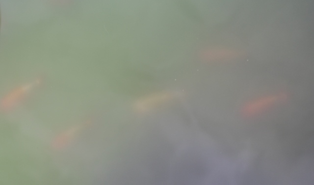c0162817_11402235.jpg