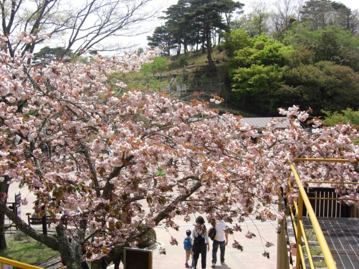 大阪近場の穴場！妙見山その4終～桜と下山_b0081121_74923.jpg