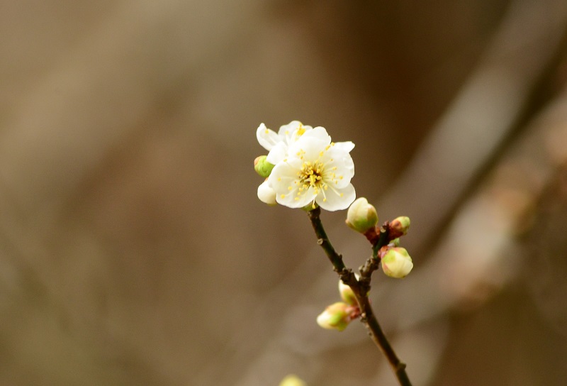 梅の花が咲き始めました_b0288942_1773723.jpg