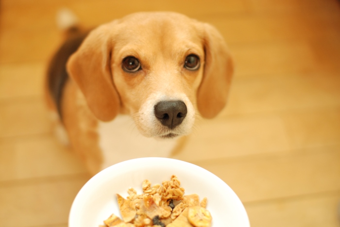 Dogdeco Fructus 愛犬用グラノーラ Dogdeco Home ドッグデコ ホーム 犬と暮らす家の日記