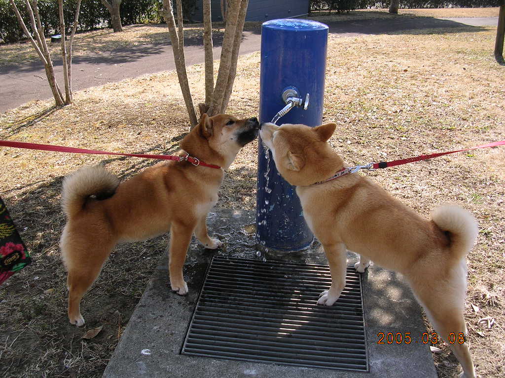 ’15,1,16(金)愛ちゃんの月命日と素敵な勝浦!_f0060461_1404676.jpg