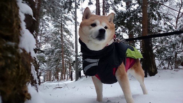 速報！軽井沢の雪状況_b0274270_96454.jpg