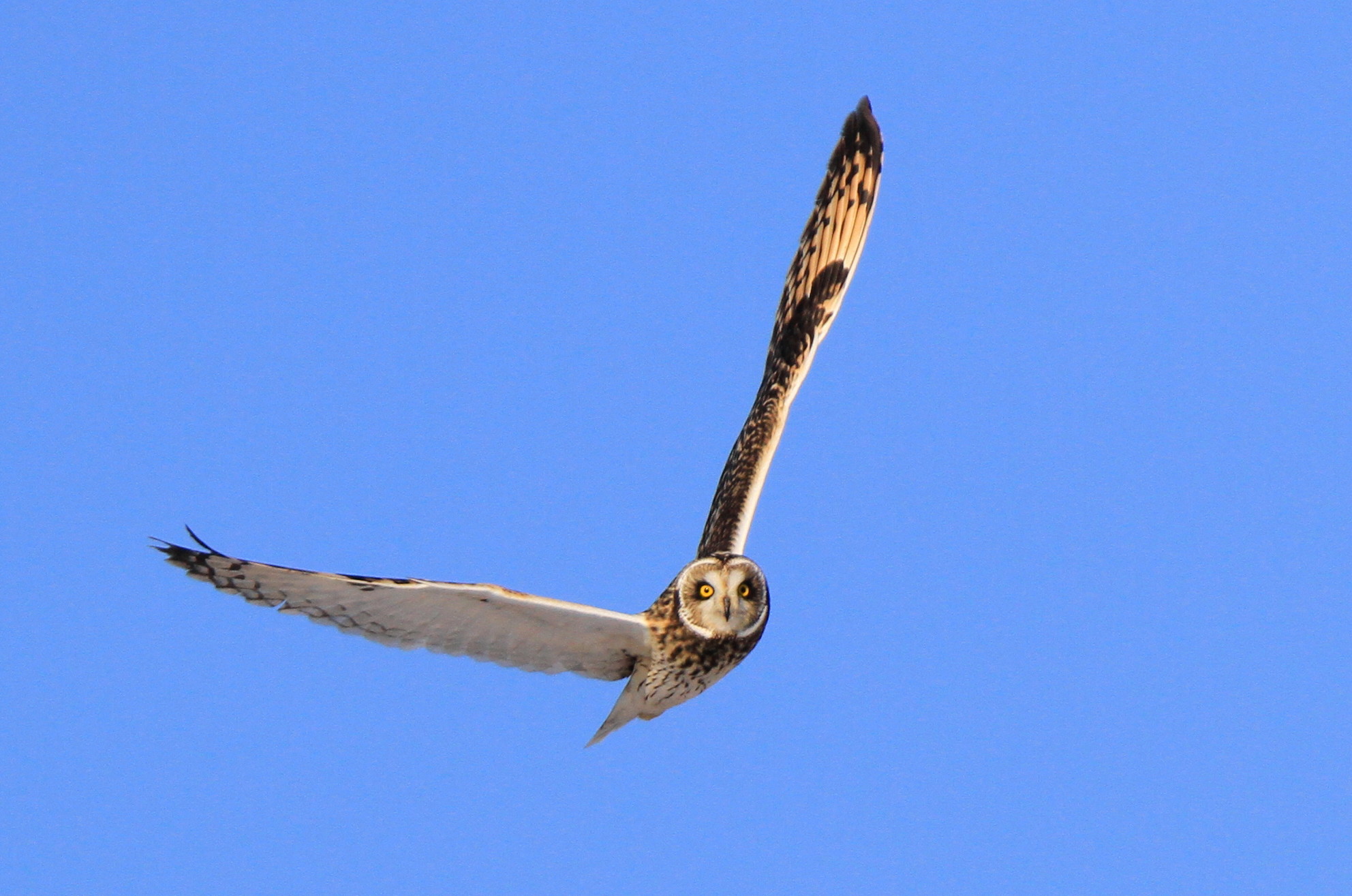 コミミズクの季節_c0229170_22285217.jpg