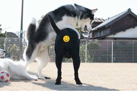 c0161772_22315116.gif