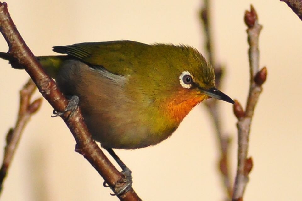 c0176183_1541263.jpg