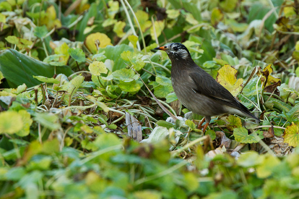 江津湖で野鳥を_b0163788_16534574.jpg