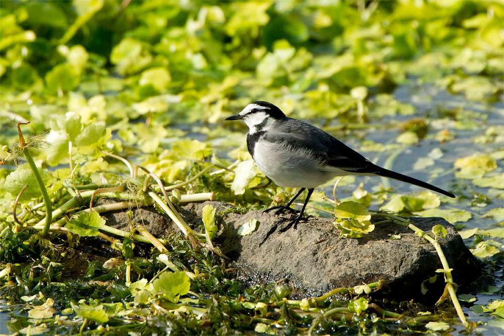 江津湖で野鳥を_b0163788_1654757.jpg