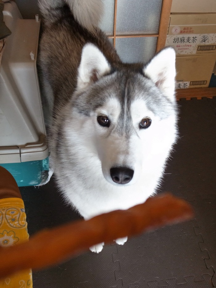 いただきっ! (≧∇≦)_c0049299_20125135.jpg