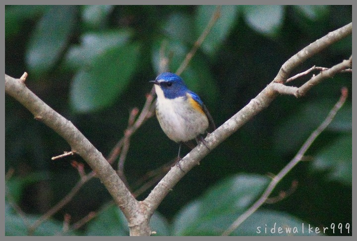 Blue bird_c0129300_8351689.jpg