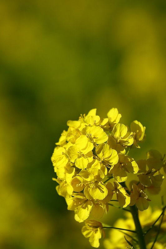 東海道線に揺られること70分、小田原の手前、二宮町の吾妻山公園は「菜の花」が満開でした_b0291402_16421614.jpg