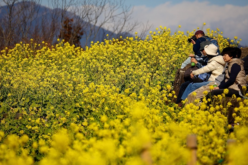 東海道線に揺られること70分、小田原の手前、二宮町の吾妻山公園は「菜の花」が満開でした_b0291402_16422242.jpg