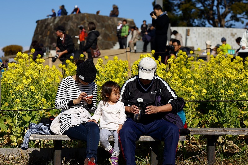 東海道線に揺られること70分、小田原の手前、二宮町の吾妻山公園は「菜の花」が満開でした_b0291402_16422931.jpg
