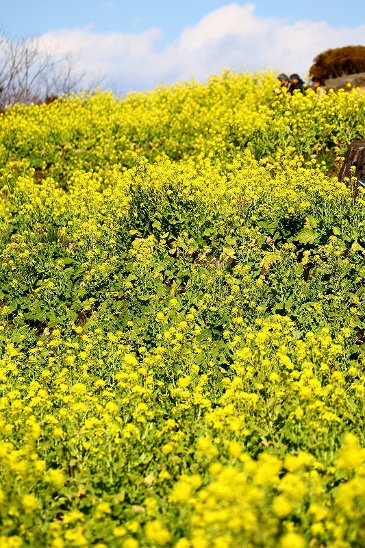東海道線に揺られること７０分、小田原の手前、二宮町の吾妻山公園は「菜の花」が満開でした_b0291402_16423843.jpg