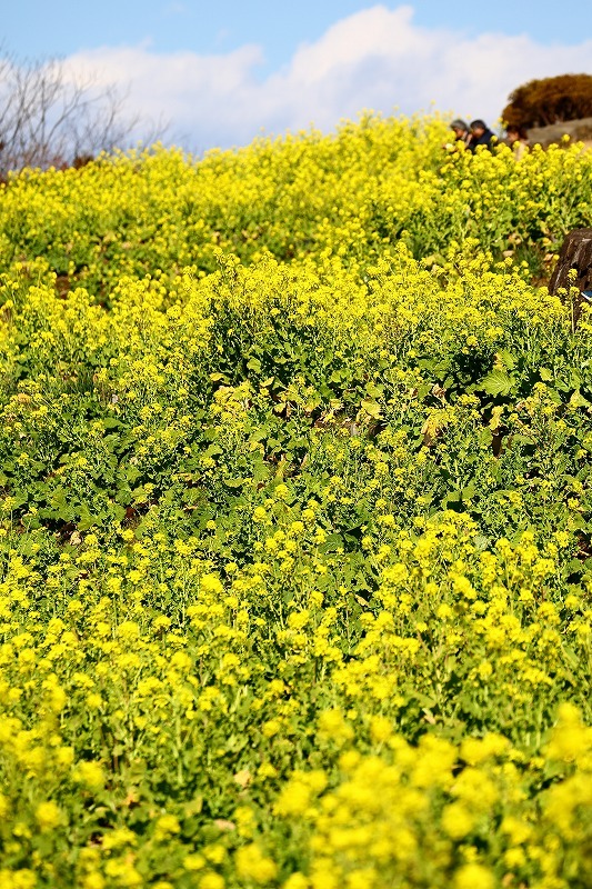 東海道線に揺られること70分、小田原の手前、二宮町の吾妻山公園は「菜の花」が満開でした_b0291402_16423843.jpg