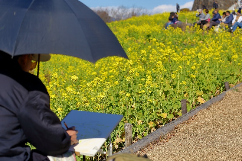 東海道線に揺られること７０分、小田原の手前、二宮町の吾妻山公園は「菜の花」が満開でした_b0291402_16424316.jpg