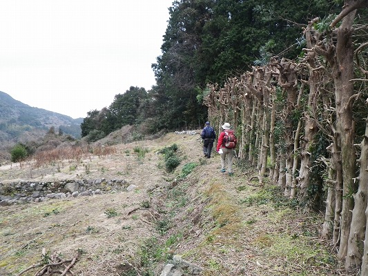 矢上四山：松尾・船石岳_f0187402_20345335.jpg