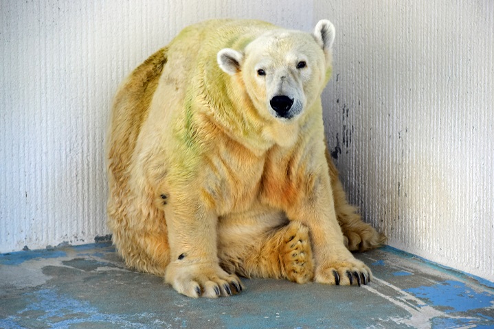 徳山動物園のユキ、脚の「肘」の部分の出血対策により2月末頃まで展示中止 ～ 展示場補修作業の予定_a0151913_18214647.jpg