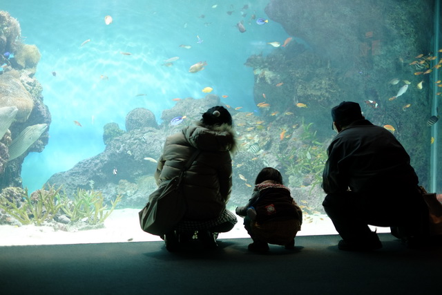 三世代で水族館_a0194914_20553783.jpg