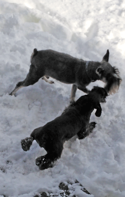 e0020214_2065234.gif